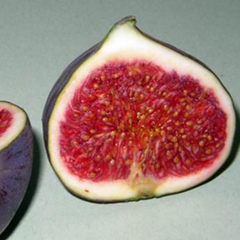 Ficus Carica Ficus Carica