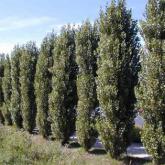 Populus Nigra Italica Populus Nigra Italica