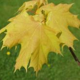 Acer Platanoides Princeton Gold Acer Platanoides Princeton Gold