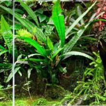 Terrarium