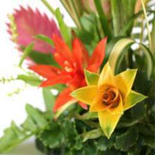 Plantes d'intérieur, bonsaïs et cactées