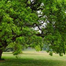 Arbres de moyen et grand développement