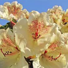 Rhododendrons à grande végétation et grandes fleurs