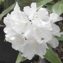 Rhododendrons à petite végétation