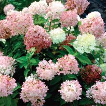 Hortensias Paniculata