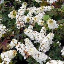 Hortensias autres