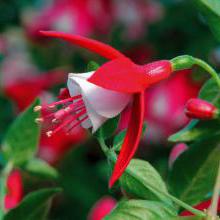 Fuschia