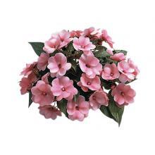Impatiens