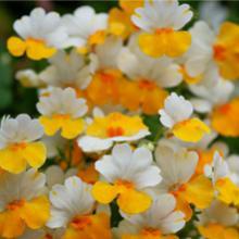 Nemesia