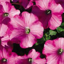 Petunias