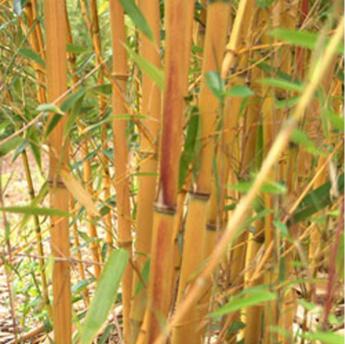 Phyllostachys A. Aureocaulis