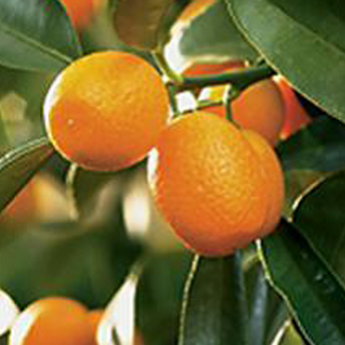 Kumquat