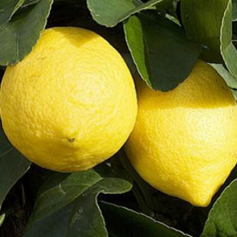 Citronnier