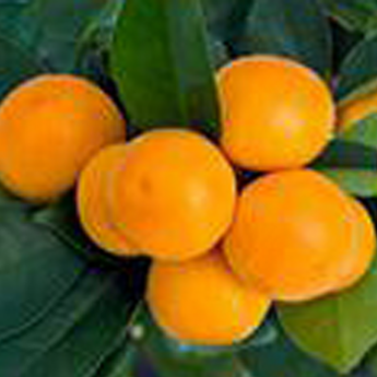 Calamondin