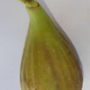Longue d'Août