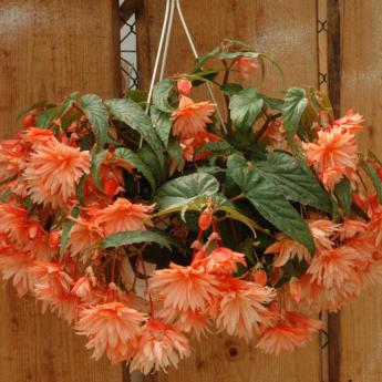 Belleconia Peach Pw®