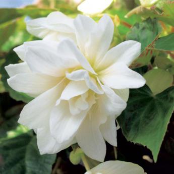 Belleconia Ivory Pw®