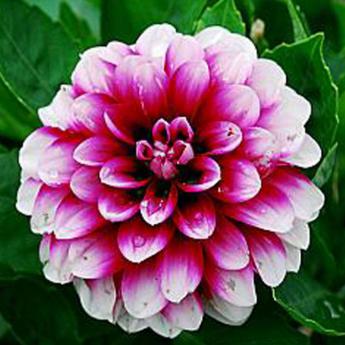 Dalina Maxi Colima