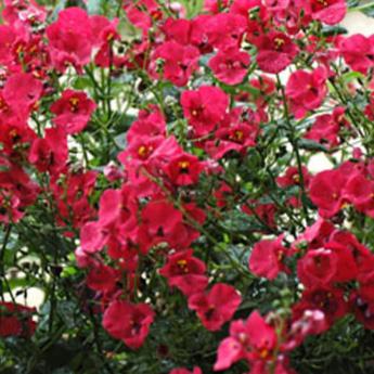 Breezee Red Pw®