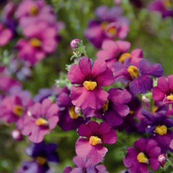 Sunsatia Plus Retombant Ciruela Impr. Pw®