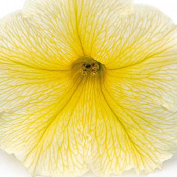 Veranda Yellow Pw®