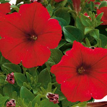 Veranda Scarlet Ameliore Pw®