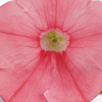 Petunia Veranda Salmon