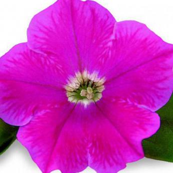 Veranda Hot Pink Pw®