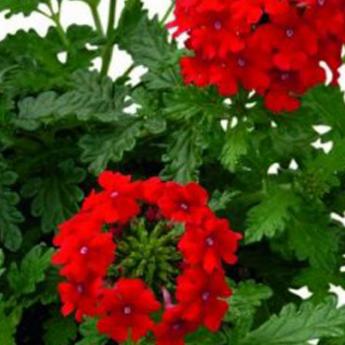 Vepita Fire Red