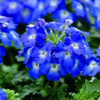 Vepita Blue Ice