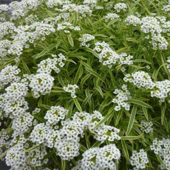 Lobularia (Alyssum) Primavera Snow Princess