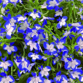 Lobelia Super Star