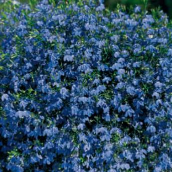 Lobelia Blue Star