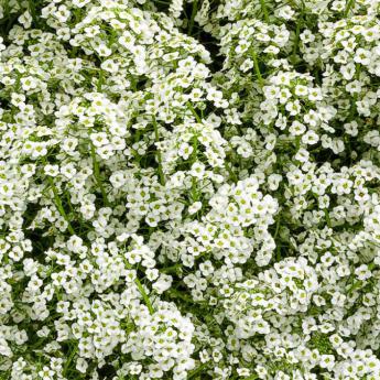 Euphorbe Hypericifolia Diamond Frost Pw®