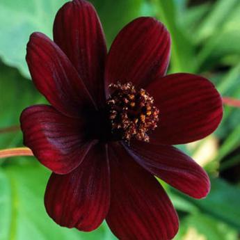 Cosmos Atrosanguineus Chocamocha Pw®