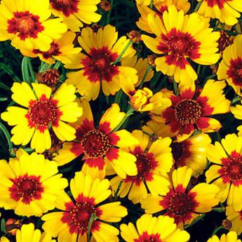 Coreopsis Pineapple Pie