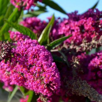 Buddleya Buzz Velvet Pw®