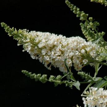 Buddleya Buzz Ivory Pw®