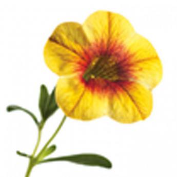 Superbells Apricot Punch Pw®