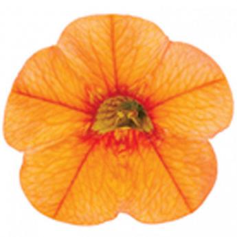 Superbells Orange