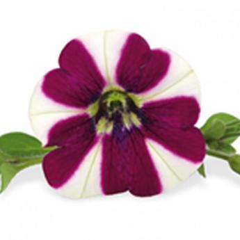Cascadias Bicolor Cabernet