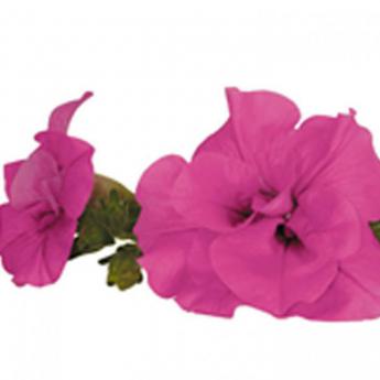 Conchita Doble Velvet Pw®