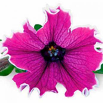 Corona Amethyst Pw®