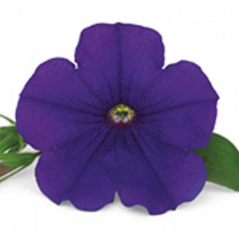 Surfinia Violet