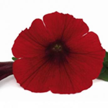 Veranda Scarlet Ameliore Pw®
