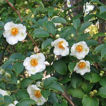 Stewartia Pseudocamellia