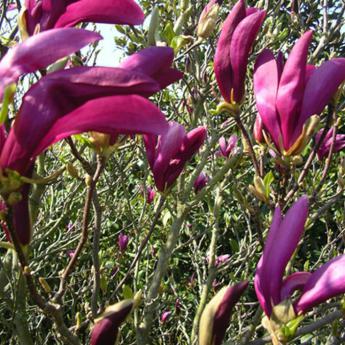 Susan