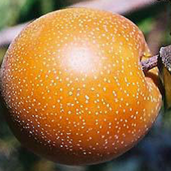 Pyrus Pyrifolia