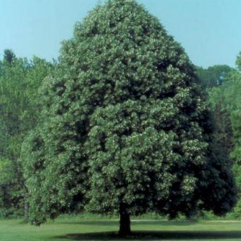 Tilia Tomentosa Tilia Tomentosa