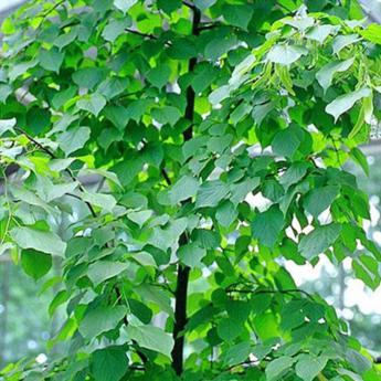Tilia Europaea Pallida